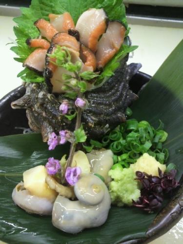 Live turban shell sashimi