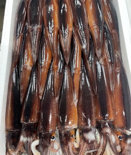 するめいか一本焼