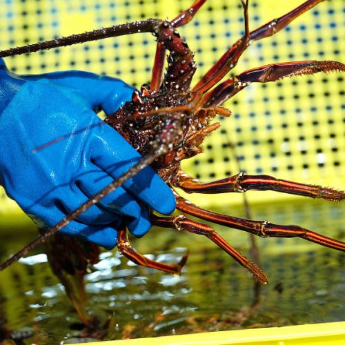 연중 신선도 뛰어난 이세 새우