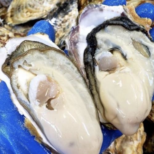 [Shipped directly from Miyagi] Two-year-old! Summer oysters "Chichikoi oysters"