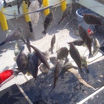 かわはぎが旨い