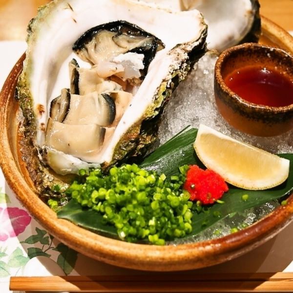 夏は岩ガキ、冬は真牡蠣、季節の活牡蠣 大量入荷！