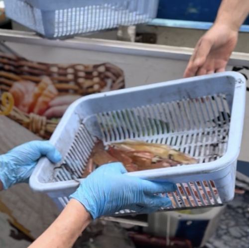 毎日イカの活き造りが食べられる