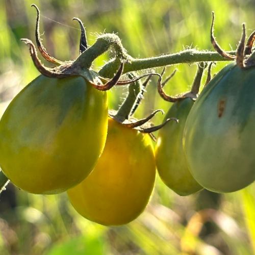 【旬のものと鮮度抜群さが自慢の素材を使用】