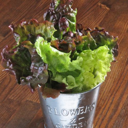 Caesar salad / sunny lettuce