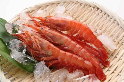 extra large red shrimp