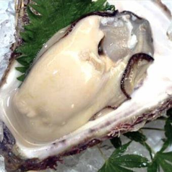 夏の旬【岩牡蠣】＋席のみ予約