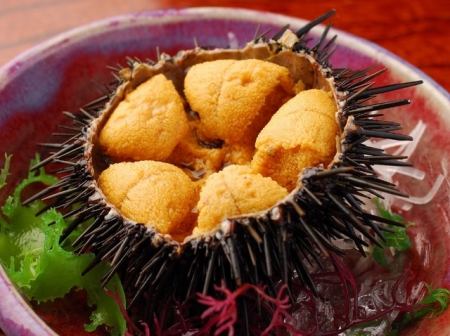 Sea urchin