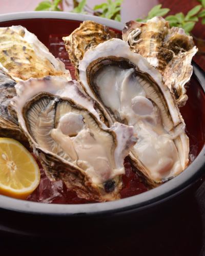 Ogatsu oysters in the shell