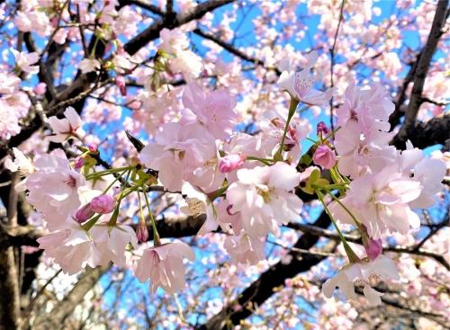陽春の候
皆様ご清栄のこととお慶び申し上げます
アレグリアはおかげさまで来る4月13日に開店18周年を迎える事となりました
これもひとえに皆様方の日頃のご愛顧の賜物と心より感謝いたしております
これからも皆様に愛され続けるお店でありますように　
開店当初の気持ちを忘れず　なお一層の努力を重ね　
より良いお店作りに務めてまいりたいと思いますので　
変わらぬご愛顧の程よろしくお願いいたします

皆様のご健康とご多幸を心よりお祈り申し上げます。

　　　　　　　　　　　　　　　　　　　　　　　　　　　　　　　　　　　　敬　具
オーナーシェフ上野宏

#スペインバル#イタリアンバル#三宮グルメ#0405