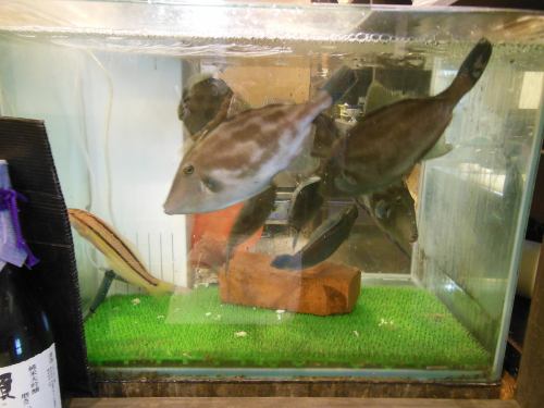 昼網の魚は水槽で泳がせて姿造りに致します。
