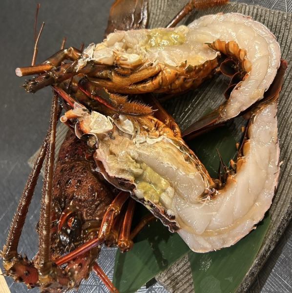 【お祝い事やサプライズに…】伊勢海老　1尾　500ｇ前後