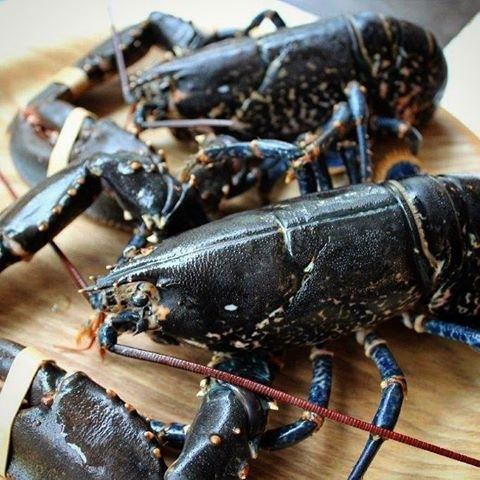 Fresh lobster over 500g