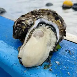 ■我們獨創的特級生蠔品牌■