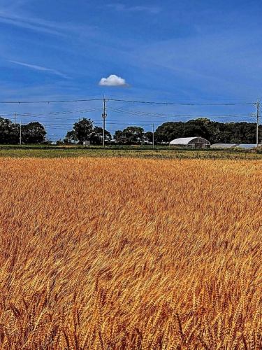 🍓草莓节🍓
“可咀嚼草莓圣代”

◾️参与活动的门店
烘焙小麦生活
@komugiseikatu
KD甜甜圈（Kanda甜甜圈工坊）
@kd donuts.kobe

从种植到碾磨，全过程在神户市西区神手町完成。
我一直光顾的那家面包店🌾
采用神户当地种植的全麦面粉制成。
尝尝新鲜研磨的美味！

◾️提供的产品
·面包
·油炸圈饼

◾️日期和时间：4月12日（星期日）上午11:00 - 下午3:00
◾️地点：兵库县乐野生活中心中央广场
神户市西区关出町小津鹿野30-17

————————————————

FiveCountryCafe
神户市西区上町小津野30-17
兵库乐野生活中心
0789955660
工作日 11:00~17:00
周末及节假日：8:00-17:00
免费停车
请在我们的网站上进行预订。
https://fivecountrycafe.owst.jp

＃草莓
＃草莓
#草莓节
#草莓节
＃事件