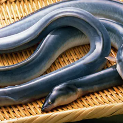 Carefully selected farm-raised Japanese eels from Shizuoka wholesalers are processed in the morning!