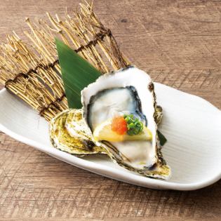 【產自宮城縣石卷灣】大型活殺牡蠣