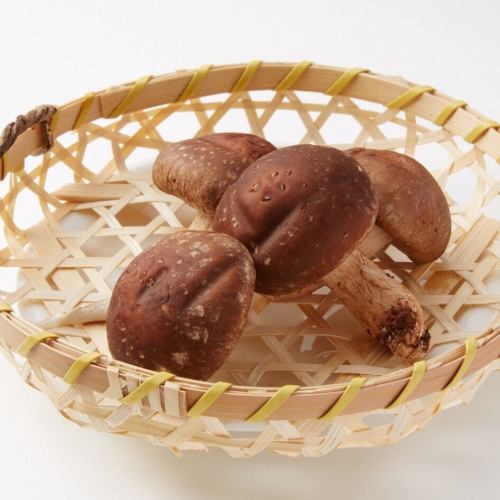 Shiitake