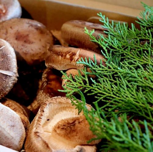 産地直送 原木椎茸