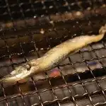 いわゆるししゃも 1尾