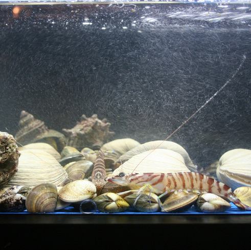 鮮魚！捌きたてで鮮度抜群