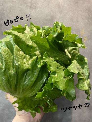 #島原レタス #広島産牡蠣 #魚醤クリームソース 

🗣️「ピカピカ✨つやつやな最高レタス頂きました！🥹」

こんにちは✨#レアーリ です😊
@maeda_nou3 様から先日頂いた
″しまばら湧水レタス″
ピカピカ✨艶々✨中身もぎっしり詰まってて
水分たっぷり旨味たっぷりのレタスで
今まで食べたレタスの中でナンバーワン☝🏻レタスでした🥹
自然の中で沢山の愛情❤️‍🔥と手間をかけて育てた
大切なレタスを沢山頂きまして、
有難うございます🙇🏻‍♀️✨

只今レアーリでお出ししているサラダにも
ふんだんに使わせてもらっていますが、
今回は「まかないシリーズ🍝」で
″しまばら湧水レタスと広島産牡蠣の魚醤クリームパスタ″
を作りました🫶🏻✨
レタスのシャキシャキ食感と広島産牡蠣、
そして魚醤を合わせた濃厚なクリームソースが
最高の一品になりました🩷
今回のパスタ、まかないシリーズ🍝なので
お客様へのご提供予定ありませんが、
食べたいお客様はスタッフまで気軽にお申し付け下さい🩷
こっそりとおすすめで用意してます🤫🩷

今週末は来週月曜日が祭日の為、
23日の日曜日　営業しております🙏🏻✨
まだまだお席ご案内出来ますので
是非この機会にご利用くださいませ🙇🏻‍♀️
スタッフ一同、満点笑顔でお待ちしております✨

お店情報🔍
定休日⇨日曜日、第2.第4月曜日
金曜日ランチのみお休み

ランチ営業📢
・11時半Open〜15時close
（14時ラストオーダー）
　✍🏻menu
　　　　　　　　選べる季節のパスタ
・パスタランチ　¥1000- 全2品
（アミューズ　パスタ）

・Aランチ　　　¥1600- 全4品
（アミューズ　前菜　パスタ　ドルチェ　
　　　　　　　珈琲or紅茶）

・Bランチ　　　¥2200-全5品☜オススメ☆
（アミューズ　前菜　パスタ　メイン魚or肉　
　　　　　　　　　　　ドルチェ　珈琲or紅茶）

・Cランチ　　　¥3200- 全7品 
（アミューズ　冷前菜　温前菜　パスタ　
メイン魚　メイン肉　ドルチェ　珈琲or紅茶）

他　ランチでもアラカルトメニュー注文可🍴
　

ディナー📢
・17時Open〜22時close
（21時ラストオーダー）
ワンドリンク制オーダー🥂
　✍🏻menu
季節の食材を使った
・メイン肉or魚　の全6品ショートコース
¥5500-（税込）

季節の食材を使った
・フルコース　全7品
¥6000-（税込）☜オススメ☆

・特別コース〜要予約〜
シェフのお任せコース　全7品
¥10000- ウェルカムドリンク付き
他　アラカルト有り

⚠︎お客様の来店状況により早める場合が有ります。

＊＊＊＊＊＊＊＊＊＊＊
☎︎095-842-5125
ホットペッパー記載
浜口　イタリアンバル　レアーリ　と検索🔎
Instagram DMでも受付可能です🙆🏻‍♀️
＊＊＊＊＊＊＊＊＊＊＊

#長崎 
#長崎グルメ 
#浜口町 
#イタリアン 
#カジュアルイタリアン 
#肉 
#肉料理 
#肉パスタ 
#肉パスタがあるお店
#海鮮 
#海鮮パスタがあるお店
#魚介パスタ 
#魚介パスタが美味
#赤い扉が目印です 🚪
#レアーリ