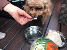 강아지와의 식사도 즐길 수 있습니다.