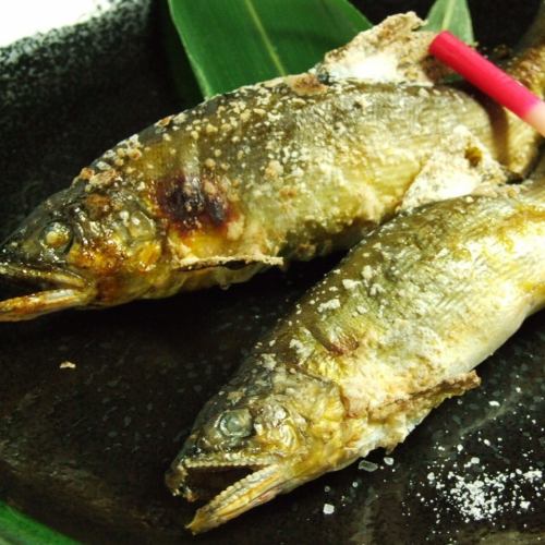 Salt-grilled wild sweetfish from the Nagara River