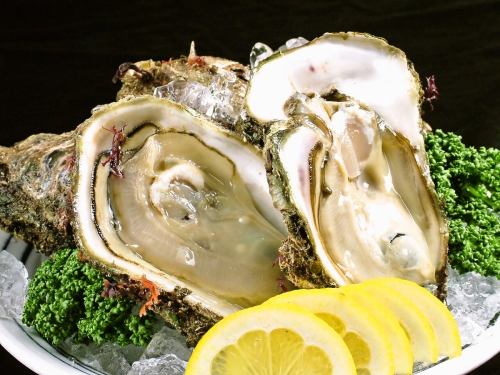 Summer only! Rock oysters