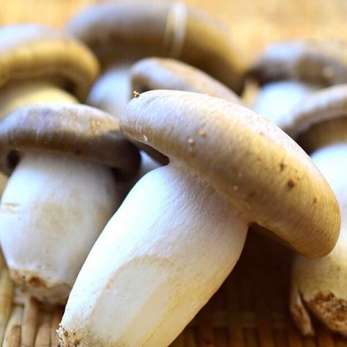 京丹波 本しめじ