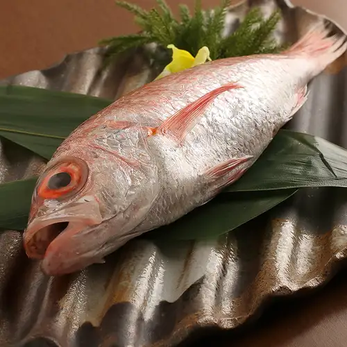 のどぐろ炙り造り