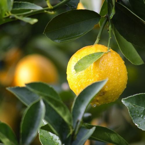 Ultimate raw lemon sour