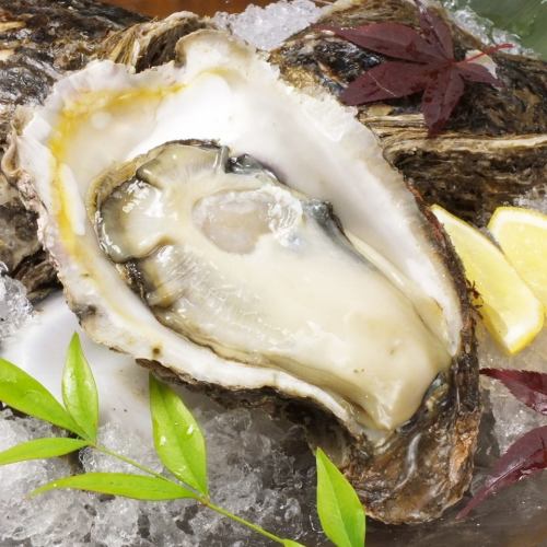 Raw oysters, whole fresh seafood ★