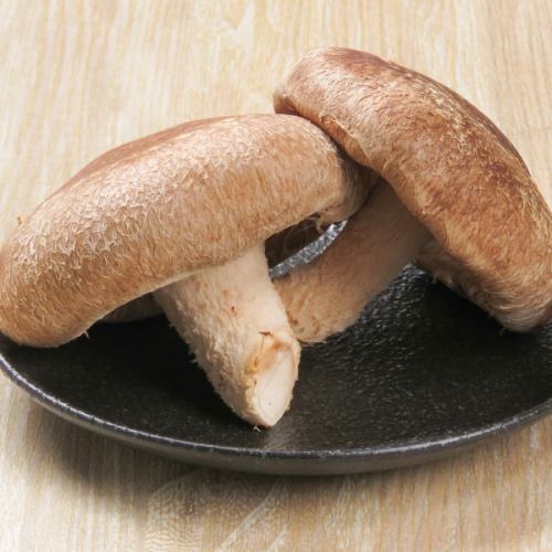 力士サイズの特大椎茸