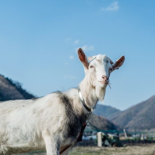 A cute goat kept at our farm ☆