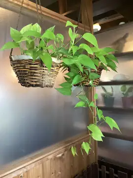 【8/13〜8/16の期間 ランチタイム】