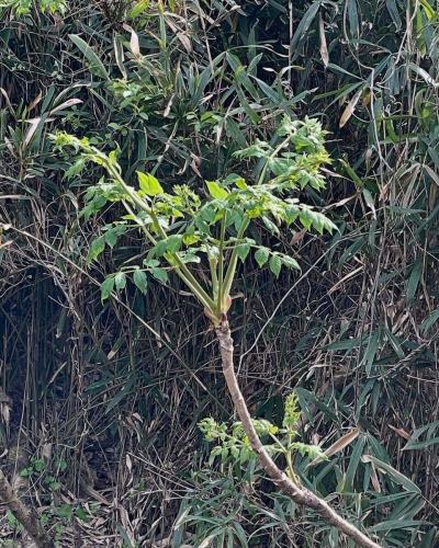 ブルディルマーレの春の山菜パスタ

春の息吹を感じる、ブルディルマーレの季節限定パスタ。
ハチク、タケノコ、わらび旬の山菜を贅沢に使い、ほろ苦さと香りが引き立つ一皿に仕上げました。
シンプルなオイルベースや白ワインソースで、素材本来の味わいを活かしています。山の恵みの春だけの特別な味わいを、ぜひお楽しみください。

📍広島市中区立町6-1 ウイングビル1階　0822490007 ◆広島レモンを使った最強レモンサワー ◆ぷりぷり広島牡蠣を堪能。 ◆昼から飲める 路面店で、気軽に立ち寄れる洋食レストラン。 ✴︎営業時間✴︎ 火曜〜金曜15時〜21時半ラストオーダー 土曜日曜日12時〜21時半ラストオーダー 月曜日定休日+不定休有 ご予約0822490007 #広島グルメ  #広島レストラン #広島ランチ  #広島観光  #hiroshima #レストラン