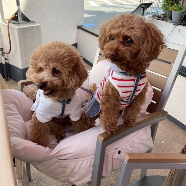 You can enjoy your meal in comfort with your pet on the terrace.It can accommodate up to 20 people and is perfect for family get-togethers or moms' meetings.We offer services for birthdays and anniversaries, from lunch to dinner.Toyonaka City/Juso/Shoji/Pizza/Bar/Wine/Beer/Meat/Birthday Plate/Parking/Toyonaka Station
