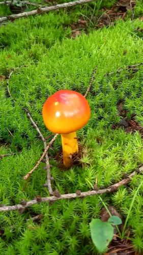 Natural mushrooms in northern Shinshu