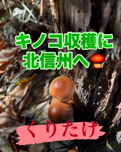 ちょっとお休みをいただき、信州へ🍄‍🟫
キノコも沢山でしたが、天然のクレソンも収穫できました🌱
この時期には穫れない品種のキノコもあり地元の方々のは、『山が変』と口癖のように言っております。

気候変動は着実に進んできてるようです💦

ですが、天然のものはやはり美味しいですね😋

#三鷹グルメ #武蔵野市グルメ #レストラン #ビストロ
#アントゥーカ #天然キノコ