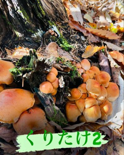 ちょっとお休みをいただき、信州へ🍄‍🟫
キノコも沢山でしたが、天然のクレソンも収穫できました🌱
この時期には穫れない品種のキノコもあり地元の方々のは、『山が変』と口癖のように言っております。

気候変動は着実に進んできてるようです💦

ですが、天然のものはやはり美味しいですね😋

#三鷹グルメ #武蔵野市グルメ #レストラン #ビストロ
#アントゥーカ #天然キノコ