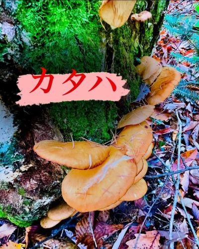 ちょっとお休みをいただき、信州へ🍄‍🟫
キノコも沢山でしたが、天然のクレソンも収穫できました🌱
この時期には穫れない品種のキノコもあり地元の方々のは、『山が変』と口癖のように言っております。

気候変動は着実に進んできてるようです💦

ですが、天然のものはやはり美味しいですね😋

#三鷹グルメ #武蔵野市グルメ #レストラン #ビストロ
#アントゥーカ #天然キノコ