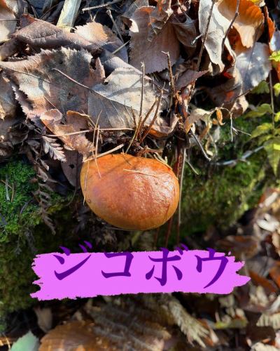 ちょっとお休みをいただき、信州へ🍄‍🟫
キノコも沢山でしたが、天然のクレソンも収穫できました🌱
この時期には穫れない品種のキノコもあり地元の方々のは、『山が変』と口癖のように言っております。

気候変動は着実に進んできてるようです💦

ですが、天然のものはやはり美味しいですね😋

#三鷹グルメ #武蔵野市グルメ #レストラン #ビストロ
#アントゥーカ #天然キノコ