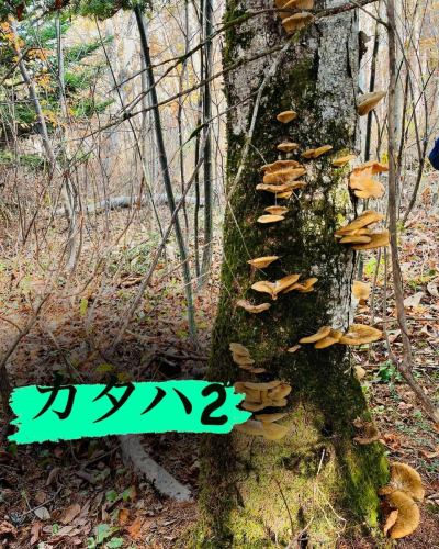 ちょっとお休みをいただき、信州へ🍄‍🟫
キノコも沢山でしたが、天然のクレソンも収穫できました🌱
この時期には穫れない品種のキノコもあり地元の方々のは、『山が変』と口癖のように言っております。

気候変動は着実に進んできてるようです💦

ですが、天然のものはやはり美味しいですね😋

#三鷹グルメ #武蔵野市グルメ #レストラン #ビストロ
#アントゥーカ #天然キノコ