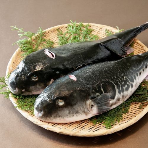 天然とらふぐと旬素材の饗宴
