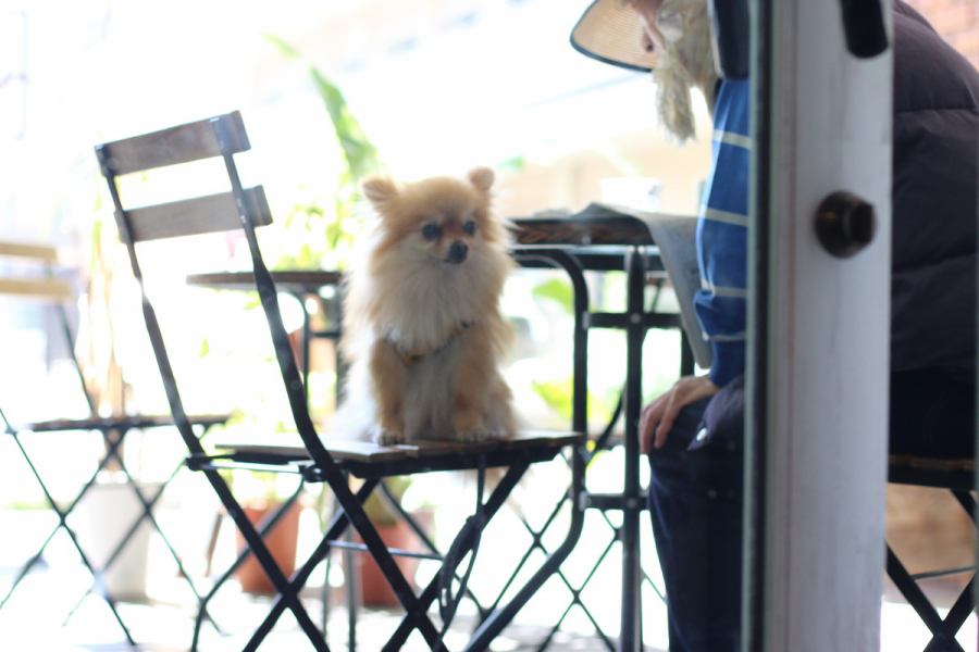 可愛いいペットちゃんテラス席OK