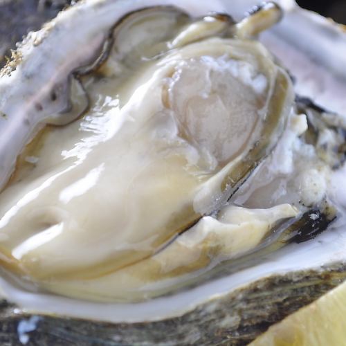 Oysters in the shell/natural rock oysters Price subject to change