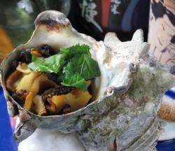 Extra large steamed turban shell