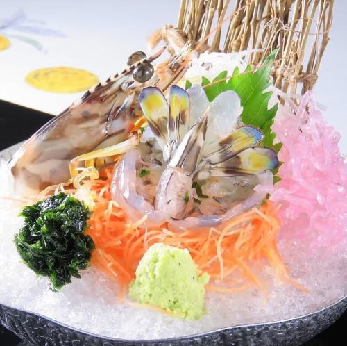 Kuruma shrimp alive