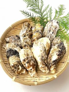 Oyster platter <6~12 pieces>